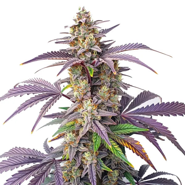 Peanut Butter Breath, DoSiDos × Mendo Breath F2