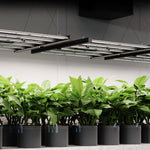 Bild in Galerie laden, IONFRAME EVO4, Samsung LM301H EVO LED Grow Light, 300 W, 90 x 90 cm