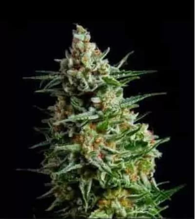 Afghan Skunk Auto