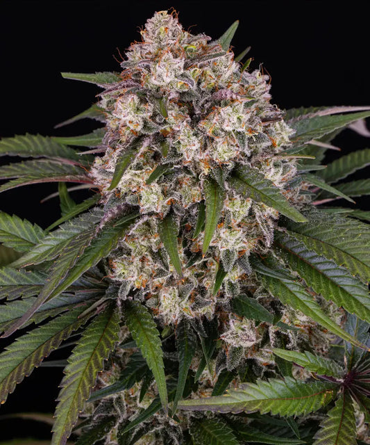 OG Kush Strain x BF Super Auto #1