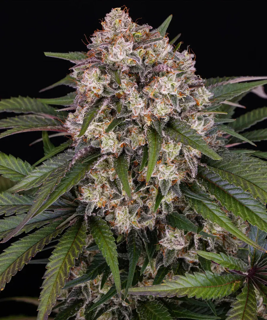 OG Kush Strain x BF Super Auto #1