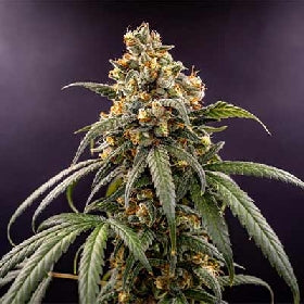 Auto Cherry Kush Coke