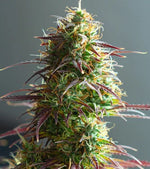 Bild in Galerie laden, Strawberry Haze Auto