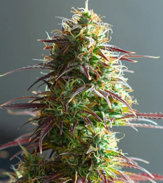 Strawberry Haze Auto