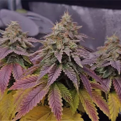 Sweet Cherry Pie