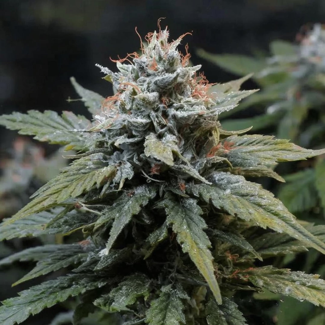 Gorilla Glue #4, Chem's Sister x Sour Dubb x Chocolate Diesel