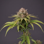 Bild in Galerie laden, Tresor Bud Auto (5St.), Mango Sherbet Auto x Cherry Punch Auto