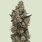 Bild in Galerie laden, Supersoda F1, (Banana Punch x GMO 2) x LilMissHS