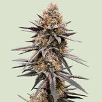 Bild in Galerie laden, Gravity Berry F1, (Cake Mintz x Platinum Cookies) x Gelatomo