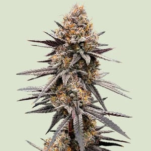 Gravity Berry F1, (Cake Mintz x Platinum Cookies) x Gelatomo
