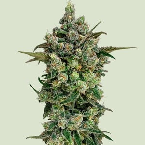 Dark Matter Cake F1, MAC x Gorilla Diesel 3