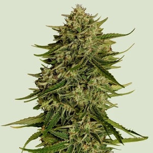 Quantum Terp F1,