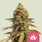 Bild in Galerie laden, Special Queen 1, Power Bud x Skunk