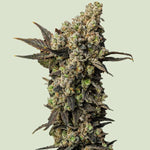 Bild in Galerie laden, Astro Lemonade F1, Jungle Spice x Gorilla Diesel