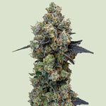 Bild in Galerie laden, Orbital Banana F1Banana Punch x GMO x EZBake AF