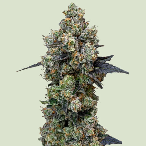 Orbital Banana F1Banana Punch x GMO x EZBake AF
